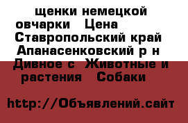 щенки немецкой овчарки › Цена ­ 6 000 - Ставропольский край, Апанасенковский р-н, Дивное с. Животные и растения » Собаки   